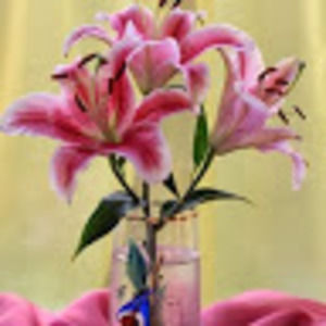 Meet your Posher, Mariel